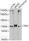 Tyrosyl-DNA Phosphodiesterase 1 antibody, GTX66457, GeneTex, Western Blot image 