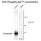 Gap Junction Protein Alpha 1 antibody, GTX82717, GeneTex, Western Blot image 
