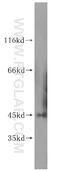 Phytanoyl-CoA 2-Hydroxylase Interacting Protein Like antibody, 16937-1-AP, Proteintech Group, Western Blot image 
