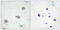 Colony Stimulating Factor 1 Receptor antibody, LS-C198849, Lifespan Biosciences, Immunohistochemistry paraffin image 