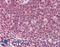 Transmembrane Protein 205 antibody, LS-B10460, Lifespan Biosciences, Immunohistochemistry paraffin image 