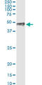 Paired Like Homeodomain 1 antibody, LS-C197909, Lifespan Biosciences, Immunoprecipitation image 