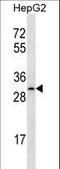 Olfactory Receptor Family 4 Subfamily C Member 12 antibody, LS-C163186, Lifespan Biosciences, Western Blot image 