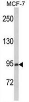 Phosphatidylinositol-3,4,5-Trisphosphate Dependent Rac Exchange Factor 1 antibody, AP53440PU-N, Origene, Western Blot image 