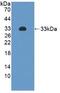 Integrin Subunit Alpha 2 antibody, MBS2001272, MyBioSource, Western Blot image 