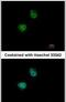 Ribosomal Protein S6 Kinase B2 antibody, PA5-27561, Invitrogen Antibodies, Immunofluorescence image 