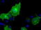 Butyrophilin Subfamily 1 Member A1 antibody, TA501534, Origene, Immunofluorescence image 