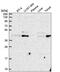 Zinc Finger DHHC-Type Containing 16 antibody, PA5-65260, Invitrogen Antibodies, Western Blot image 