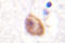 DEAD-Box Helicase 3 X-Linked antibody, LS-C176503, Lifespan Biosciences, Immunohistochemistry frozen image 