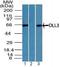 Delta Like Canonical Notch Ligand 3 antibody, PA5-23448, Invitrogen Antibodies, Western Blot image 
