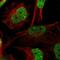 Zinc Finger And BTB Domain Containing 20 antibody, HPA016815, Atlas Antibodies, Immunocytochemistry image 