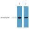 GFP-tag antibody, LS-C387301, Lifespan Biosciences, Western Blot image 