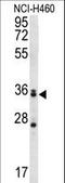 Muscleblind-like protein 3 antibody, LS-C164062, Lifespan Biosciences, Western Blot image 