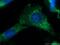 Exosome component 10 antibody, 11178-1-AP, Proteintech Group, Immunofluorescence image 