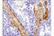 Galectin 1 antibody, 40103S, Cell Signaling Technology, Immunohistochemistry paraffin image 