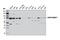 Dual Specificity Phosphatase 16 antibody, 5523S, Cell Signaling Technology, Western Blot image 