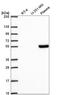 Transcription Factor 7 antibody, NBP2-57570, Novus Biologicals, Western Blot image 