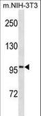 ATPase Na+/K+ Transporting Subunit Alpha 1 antibody, LS-C156642, Lifespan Biosciences, Western Blot image 