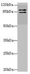 RING finger protein 10 antibody, A63346-100, Epigentek, Western Blot image 