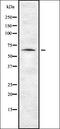 Centromere Protein E antibody, orb337225, Biorbyt, Western Blot image 