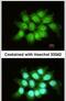 THO Complex 7 antibody, PA5-31594, Invitrogen Antibodies, Immunofluorescence image 