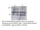 Actinin Alpha 4 antibody, ACTN4-401AP, FabGennix, Western Blot image 