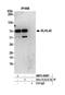 Kelch Like Family Member 42 antibody, NBP2-59107, Novus Biologicals, Western Blot image 