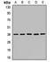 OCIA Domain Containing 1 antibody, LS-C668781, Lifespan Biosciences, Western Blot image 