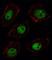 Sorbin And SH3 Domain Containing 2 antibody, abx033104, Abbexa, Western Blot image 