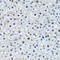 H2B6 antibody, 18-414, ProSci, Immunohistochemistry frozen image 