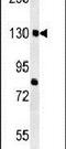 Cortactin Binding Protein 2 antibody, PA5-25404, Invitrogen Antibodies, Western Blot image 