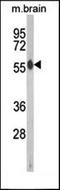 Myosin IC antibody, orb247690, Biorbyt, Western Blot image 