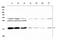 Thymic Stromal Lymphopoietin antibody, A01096-1, Boster Biological Technology, Western Blot image 