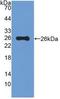 Mucin-5B antibody, LS-C300965, Lifespan Biosciences, Western Blot image 