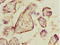 Ephrin B2 antibody, LS-C675708, Lifespan Biosciences, Immunohistochemistry paraffin image 