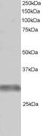 Tripartite Motif Containing 7 antibody, LS-B4968, Lifespan Biosciences, Western Blot image 