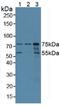 Coilin antibody, LS-C721562, Lifespan Biosciences, Western Blot image 