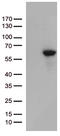 Matrix Metallopeptidase 11 antibody, LS-C793077, Lifespan Biosciences, Western Blot image 