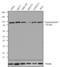 DNA Topoisomerase I antibody, 44321M, Invitrogen Antibodies, Western Blot image 