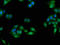 Carboxylesterase 1 antibody, A62258-100, Epigentek, Immunofluorescence image 