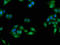 Liver carboxylesterase 1 antibody, A62258-100, Epigentek, Immunofluorescence image 