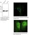 RAB27A, Member RAS Oncogene Family antibody, AB7223-200, SICGEN, Western Blot image 