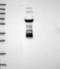 Dihydrouridine Synthase 2 antibody, NBP1-91853, Novus Biologicals, Western Blot image 