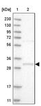 WBSCR27 antibody, PA5-54587, Invitrogen Antibodies, Western Blot image 