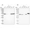 Ribonuclease inhibitor antibody, NBP1-87162, Novus Biologicals, Western Blot image 