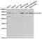 Cytochrome P450 Family 1 Subfamily A Member 1 antibody, A2159, ABclonal Technology, Western Blot image 