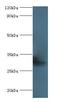 Collectin Subfamily Member 10 antibody, LS-C372337, Lifespan Biosciences, Western Blot image 