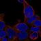 Zinc Finger Protein 747 antibody, NBP2-56030, Novus Biologicals, Immunocytochemistry image 