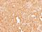 Coagulation Factor X antibody, NBP1-33320, Novus Biologicals, Immunohistochemistry frozen image 