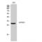 ATP Synthase Peripheral Stalk-Membrane Subunit B antibody, LS-C382189, Lifespan Biosciences, Western Blot image 